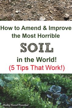 an image of soil and plants with the title how to amend & improve the most horrible soil in the world 5 tips that work