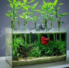 an aquarium filled with green plants and red fish