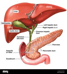 the anatomy of the liver and pancreatic ducts