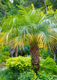 a palm tree surrounded by lush green foliage