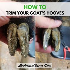 how to trim your goats hooves