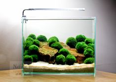 an aquarium filled with moss and rocks on top of a wooden table next to a wall