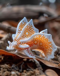 an orange and white flower sitting on top of a leaf covered ground in the sun