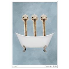 four ostriches are sitting in a bathtub with their heads above the water