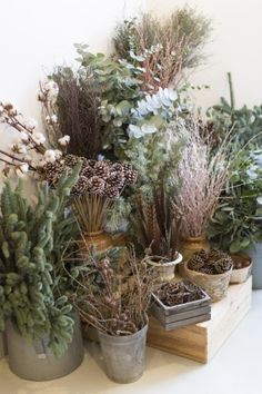 several potted plants sitting on top of a table