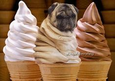 A Pug, Pug Dog, Pug, Ice Cream, Cream