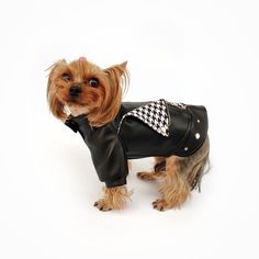 a small dog wearing a black leather jacket and bow tie, standing in front of a white background