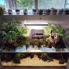 a fish tank filled with plants and dirt