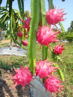 Dragon fruit plant Dragonfruit Tree, Plant Dragon, Dragon Drink, Naga Dragon, Dragon Fruits, Dragon Fruit Plant, Weird Fruit