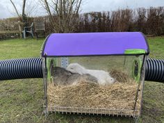 two baby sheep in a cage on top of some grass and hay next to a large pipe