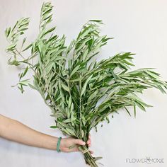 a person holding some green plants in their hand