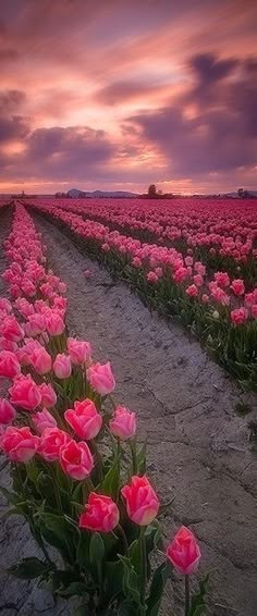 pink tulips are growing in the middle of an open field at sunset or dawn