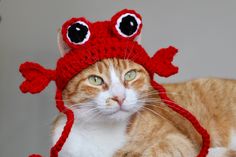 an orange and white cat wearing a red crocheted hat with googly eyes