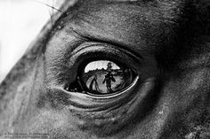 a horse's eye with palm trees reflected in the reflection of its eyeball