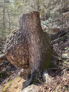 a tree that has been cut down in the woods