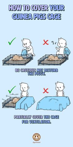 How to cover your guinea pigs cage? Be cautious and do not disturb the piggy. Partially cover the cage for ventilation. Guinea Pig Names Male, Guniea Pig Aesthetic Cage, C&c Guinea Pig Cage Ideas, Homemade Guinea Pig Cage, Cute Guinea Pig Cage Ideas, Guinea Pigs Cage Ideas, Guinea Pig Cage Ideas