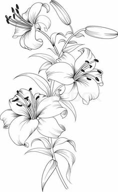 black and white drawing of lilies on a white background stock photo, royalty illustration