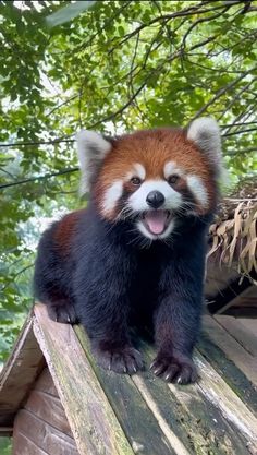 a red panda sitting on top of a wooden roof