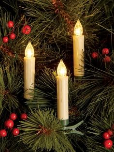 three lit candles sitting on top of a pine tree with red berries around it and green needles