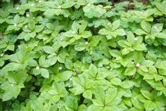 some green plants with white flowers growing on them