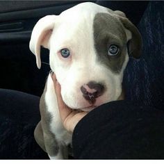 a dog with blue eyes is sitting in someone's lap and looking at the camera