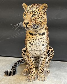 a statue of a leopard sitting on top of a cement floor next to a wall