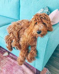 a brown dog laying on top of a blue couch