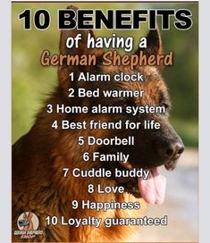 a german shepherd dog with the words 10 benefits of having a german shepherd on it's chest