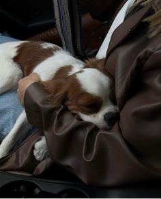 a brown and white dog laying on top of a person's lap