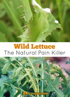 wild lettuce the natural pain killer