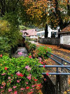 the flowers are blooming on the side of the road in front of some houses