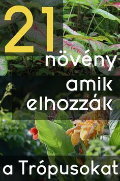 Ki ne szertné a trópusi kertek hangulatát? A hatalmas levelek és mesés színek kombinációja egyszerűen bámulatos.
Nos azt be kell vallani, hogy a mi klímánk egyértelműen nem alkalmas a trópusi kertek létrehozásra… bár mostanában olyan meleg nyarak vannak, hogy lehet nem halva született a dolog…. Azért tegyük hozzá, hogy hiába van meleg a páratartalom továbbra se ideális hisz se tengerünk se monszununk nincs ( az utóbbi talán azért annyira nem hiányzik ).
Vannak viszont olyan növények amik bár nem feltétlenül a trópusokról valók de mégis hozzák azt a hangulatot amit mi szeretnénk a kertbe.
Lássuk azokat a növényeket amik elhozzák a feelinget de mégis gondozhatók a mi klímánkon. Garden Ideas