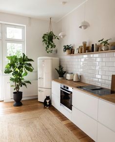 a kitchen with white walls and wooden flooring has plants on the shelves above the stove