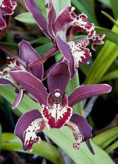 purple and white orchids with green leaves in the backgrounnd, close up