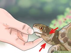 an image of a turtle being petted by someone's hand with red arrows pointing to it