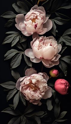 three pink peonies with leaves and buds on a black background by assorted flowers