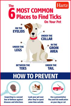 the 6 most common places to find ticks on your pet info poster with instructions