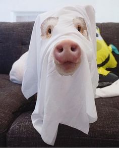 a dog wearing a ghost costume on top of a couch