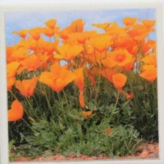 an image of orange flowers growing in the grass with blue sky behind them and white border