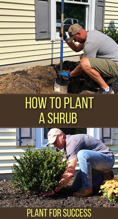 man planting a shrub with a shovel Planting Shrubs, Lawn And Landscape, Grow Your Own Food, Trees And Shrubs, The Plant