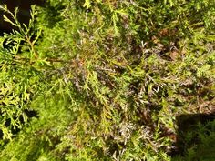 the top of a green tree with lots of leaves and branches in front of it