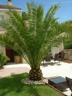 a large palm tree sitting in the middle of a yard next to a patio area