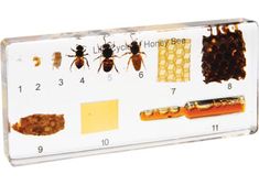 an insect identification board with bugs, honeybees and other insects on it's sides