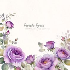 purple roses with green leaves and buds on a white background, watercolor painting style