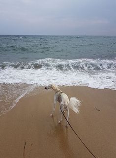 a white dog walking on top of a sandy beach next to the ocean with waves coming in