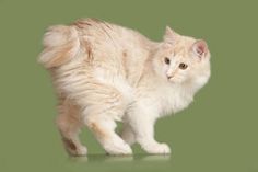 a fluffy white cat walking across a green background