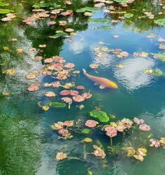 a pond filled with lots of water lilies