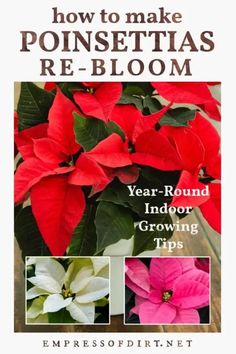 the cover of how to make poinsettias re - bloom year round indoor growing tips