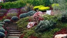 an outdoor garden with steps leading up to trees and bushes on both sides, surrounded by rocks and shrubs