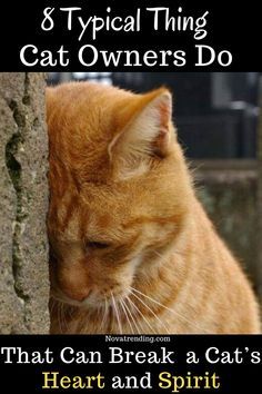 an orange cat sitting next to a tree with the caption 8 typical thing cat owners do that can break a cat's heart and spirit